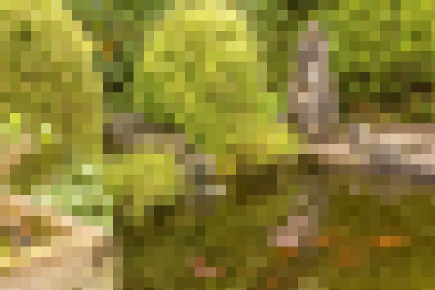 Vossendreef 21 Ulvenhout thumbnail 40