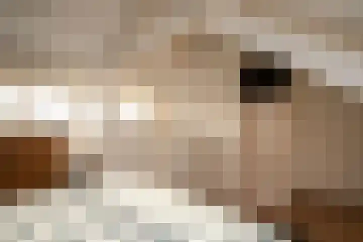 Vossenhof 14 Hooge Mierde thumbnail 25