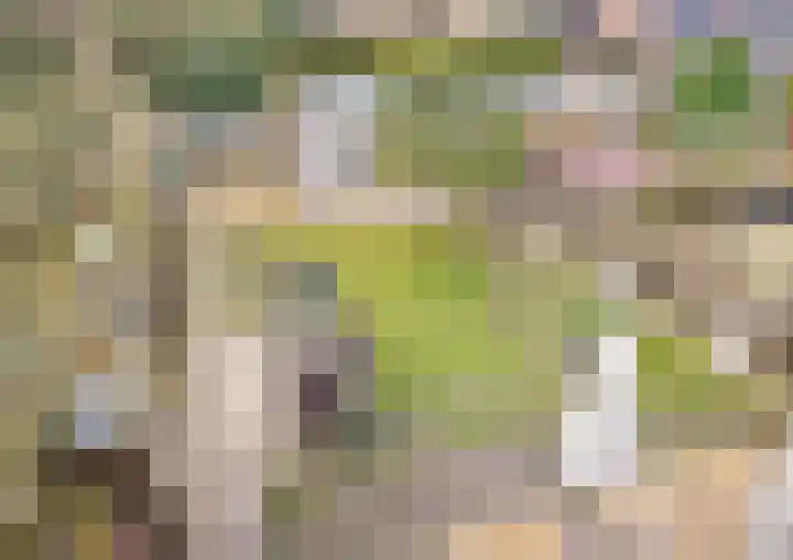 Vossenhof 20 Hooge Mierde thumbnail 48