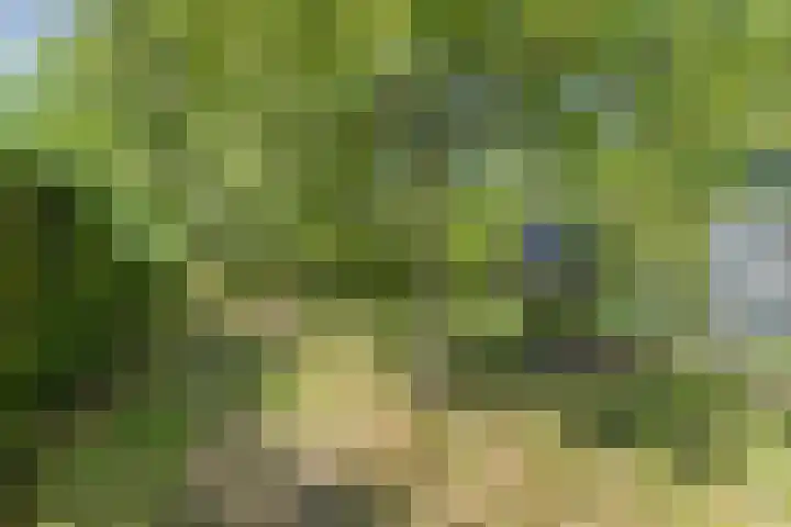 Vossenhol 20 Bemmel thumbnail 36