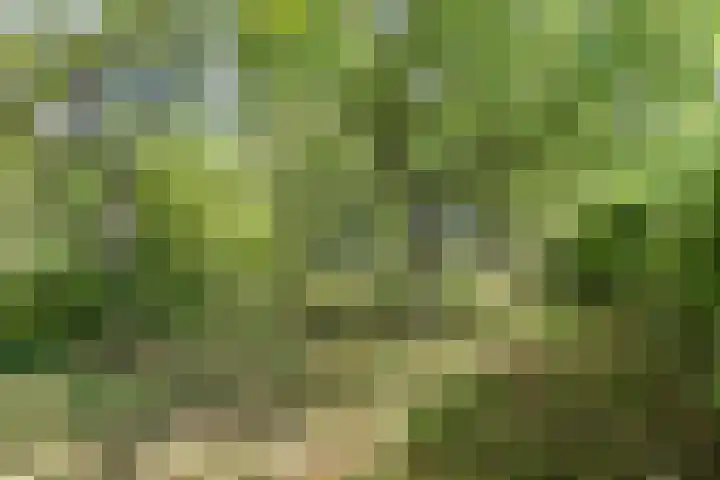 Vossenhol 20 Bemmel thumbnail 37