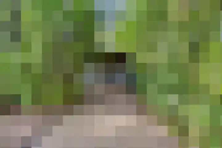 Vossenhol 20 Bemmel thumbnail 5