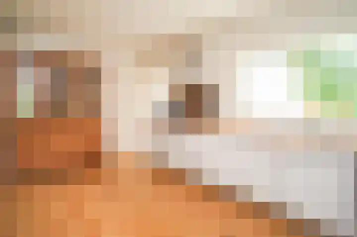 Vossenkoog 2 Alkmaar thumbnail 16