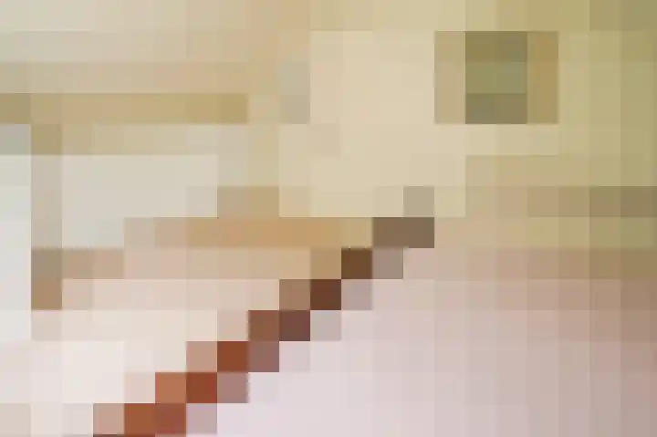 Vossenkoog 2 Alkmaar thumbnail 38