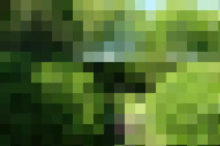 Vossenkoog 2 Alkmaar thumbnail 67