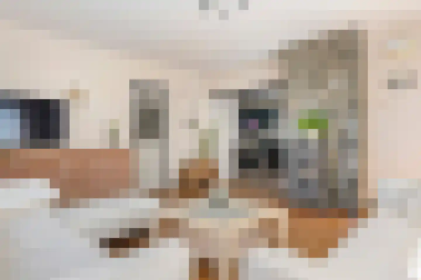 Vossenpelssestraat 10 Lent thumbnail 26