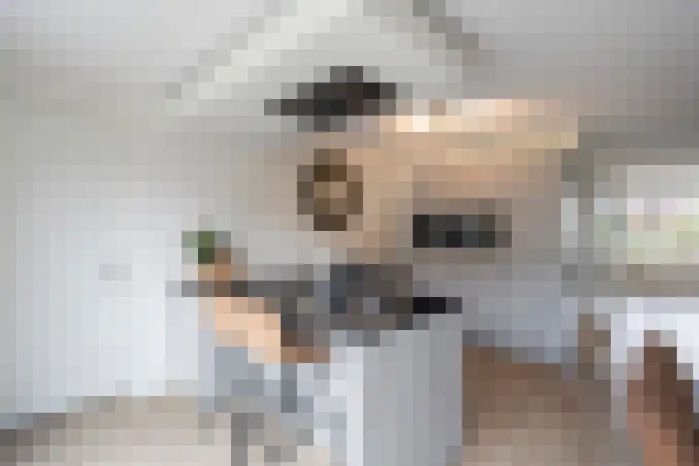 Vossenstaart 42 Anna Paulowna thumbnail 12