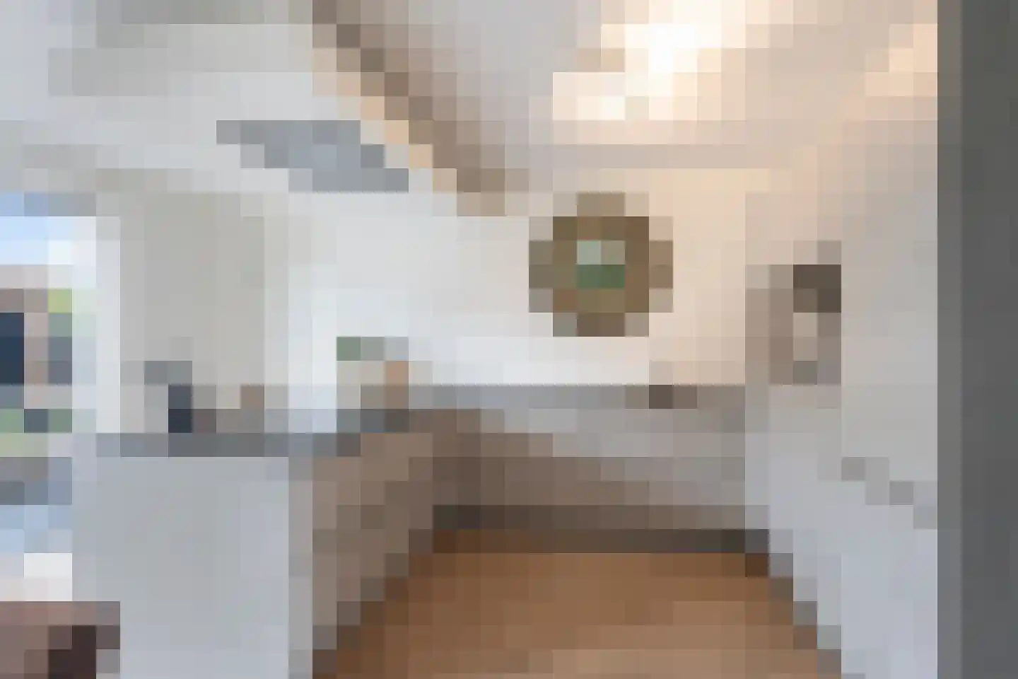 Vossenstaart 42 Anna Paulowna thumbnail 4