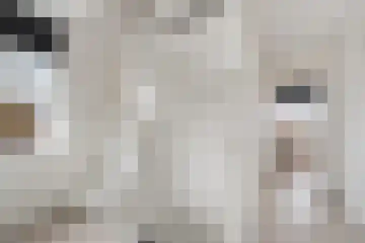 Vossenstaart 9 Anna Paulowna thumbnail 22