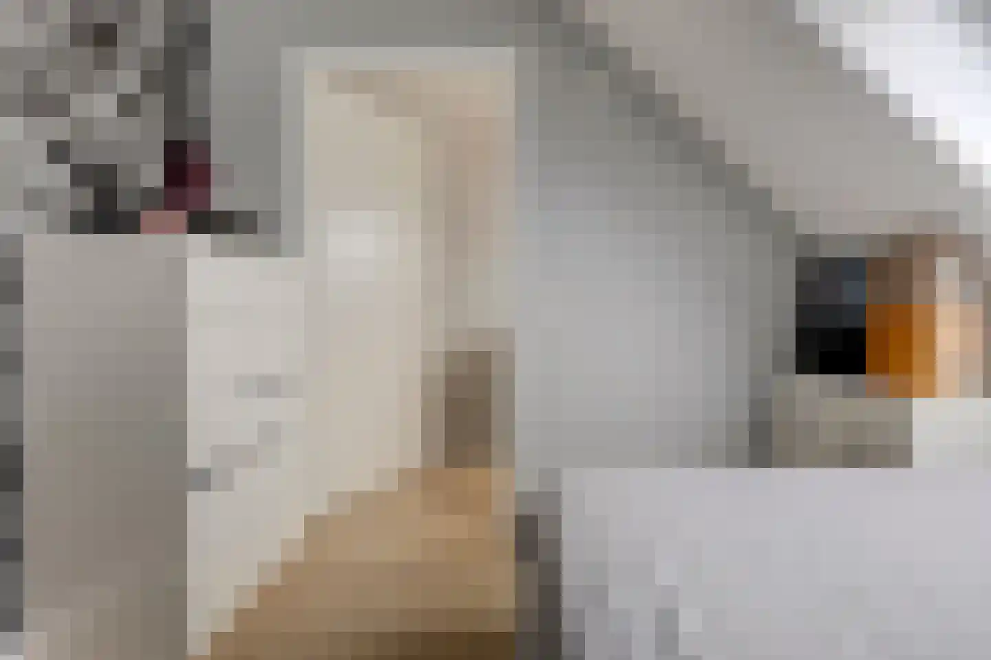 Vossenstaart 90 Anna Paulowna thumbnail 32