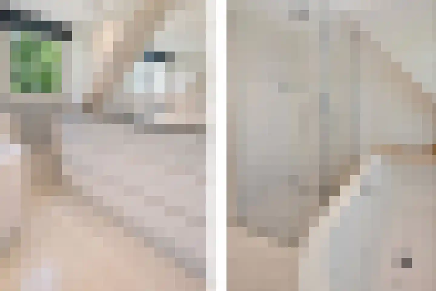 Vossensteeg 1 Overlangel thumbnail 20