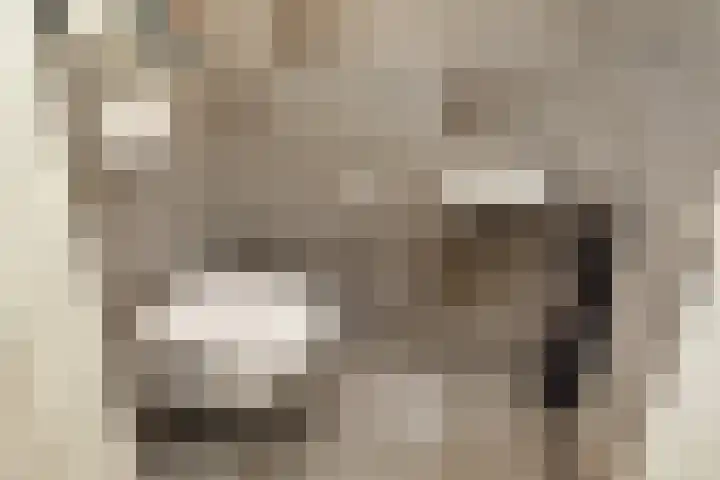 Vossenzoom 253 Pijnacker thumbnail 8