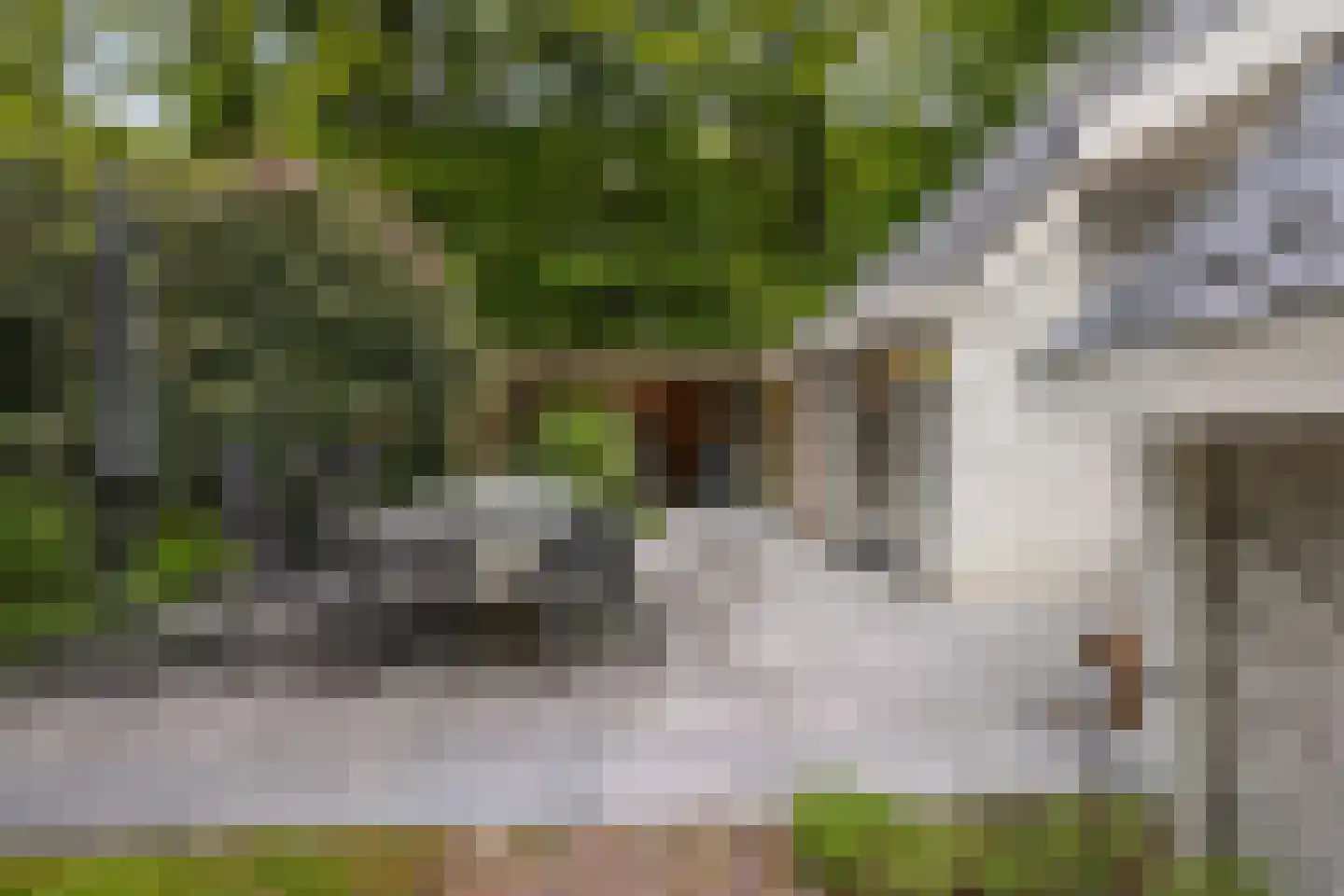 Vossepad 11 Emmen thumbnail 34