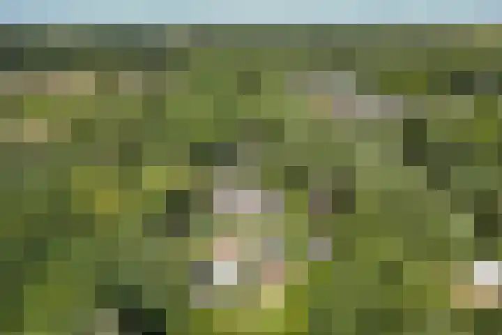 Vossepad 7 Emmen thumbnail 51