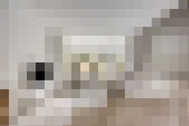 Vossiuslaan 4 Zwolle thumbnail 5