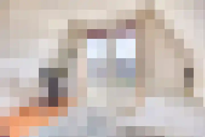 Vredemaker 22 Zwaag thumbnail 47