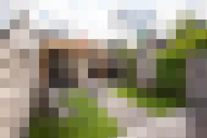 Vredemaker 97 Zwaag thumbnail 34