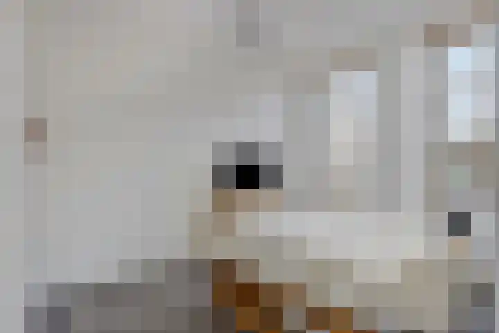 Vredenburgh 16 Oirschot thumbnail 21