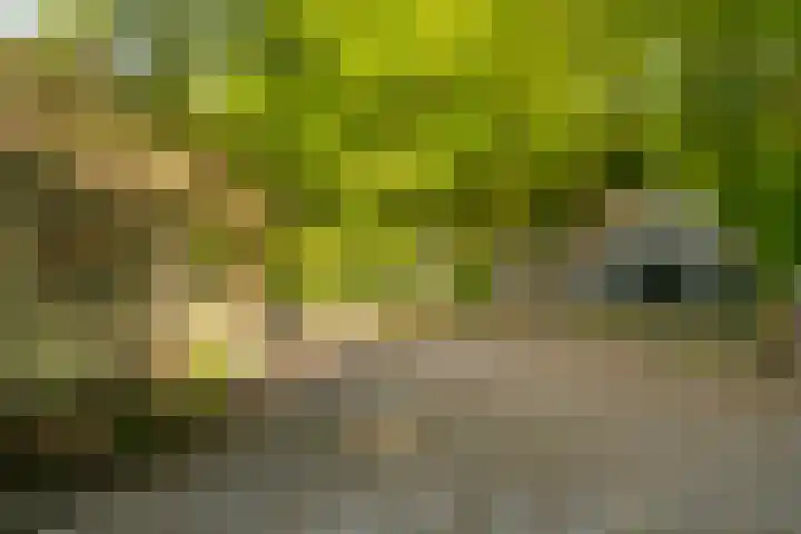 Vredeslaan 1 Frederiksoord thumbnail 8