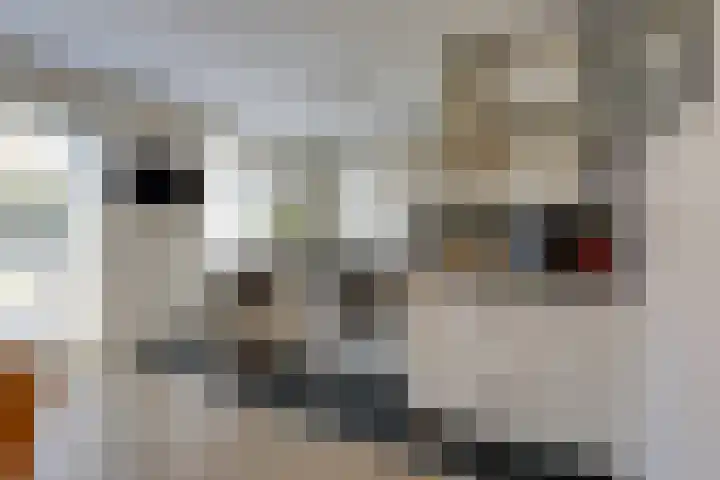 Vriesschestraat 103 Duiven thumbnail 21