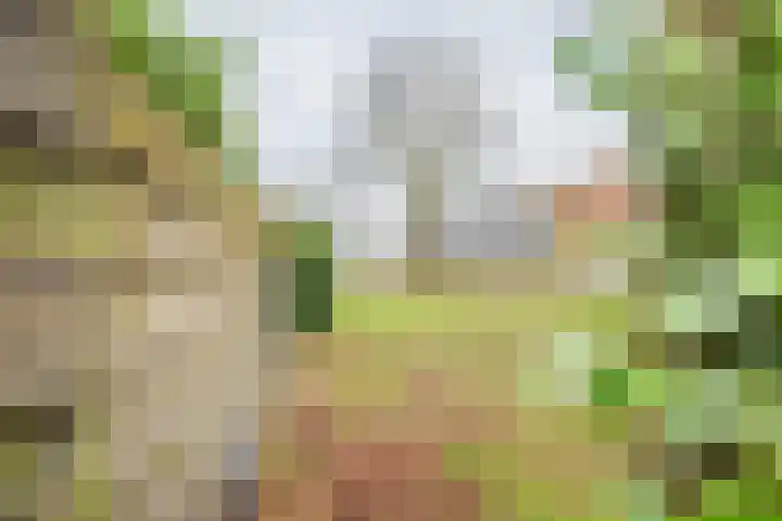 Vriezenkamp 22 Dinxperlo thumbnail 36