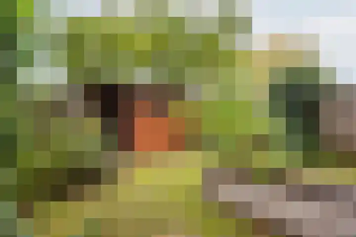 Vriezenkamp 44 Dinxperlo thumbnail 41