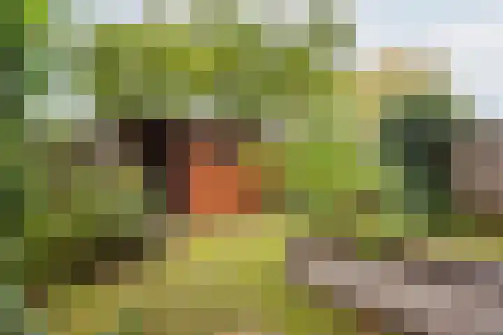 Vriezenkamp 44 Dinxperlo thumbnail 5