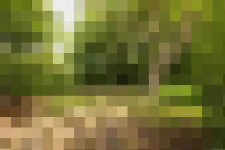 Vriezenveenseweg 31 Vroomshoop thumbnail 46