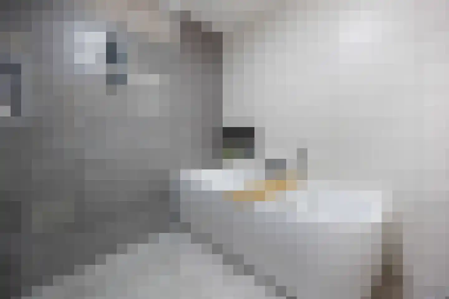 Vriezeweg 71 Deest thumbnail 19