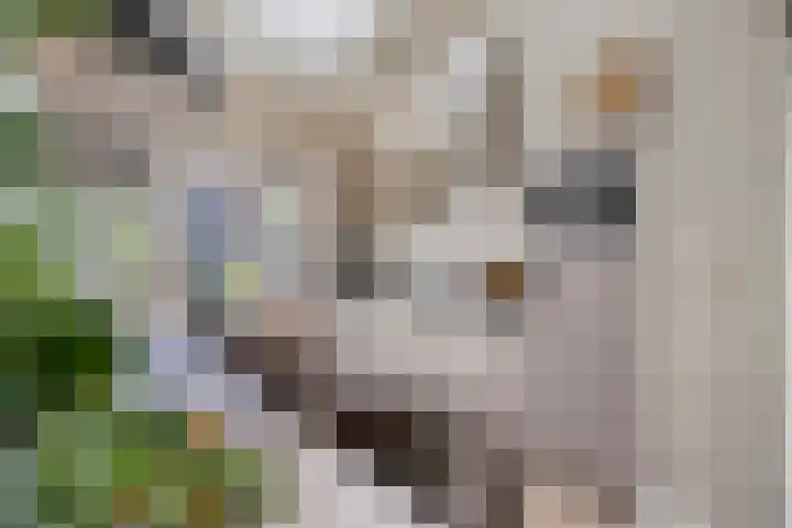Vrije 10 Zierikzee thumbnail 17