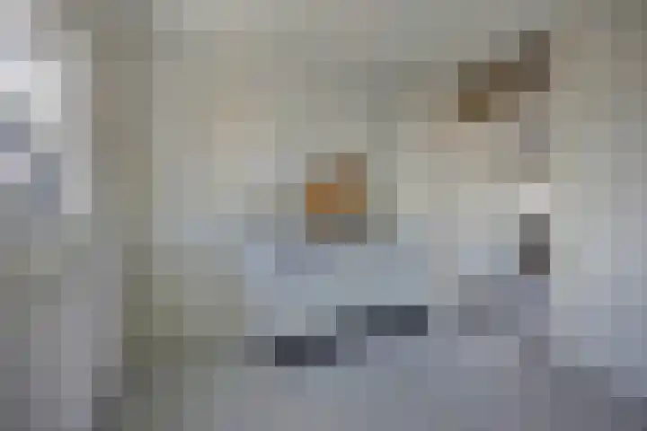 Vrije Geer 15 Amsterdam thumbnail 9