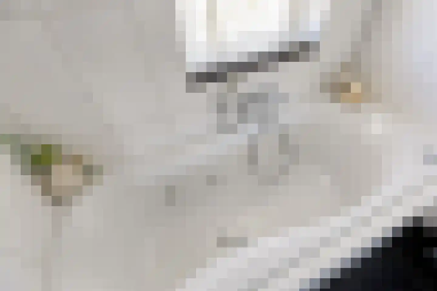 Vrije Heerlijkheid 69 Assendelft thumbnail 25