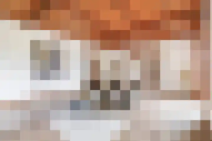 Vrijedijk 11 IJzendijke thumbnail 18