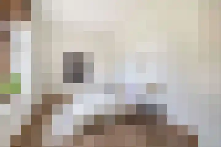 Vrijedijk 11 IJzendijke thumbnail 5