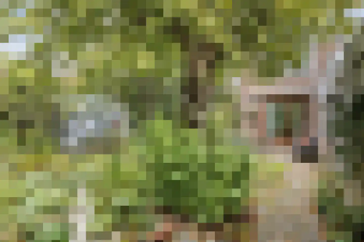 Vrijheidslaan 32 A Roden thumbnail 28