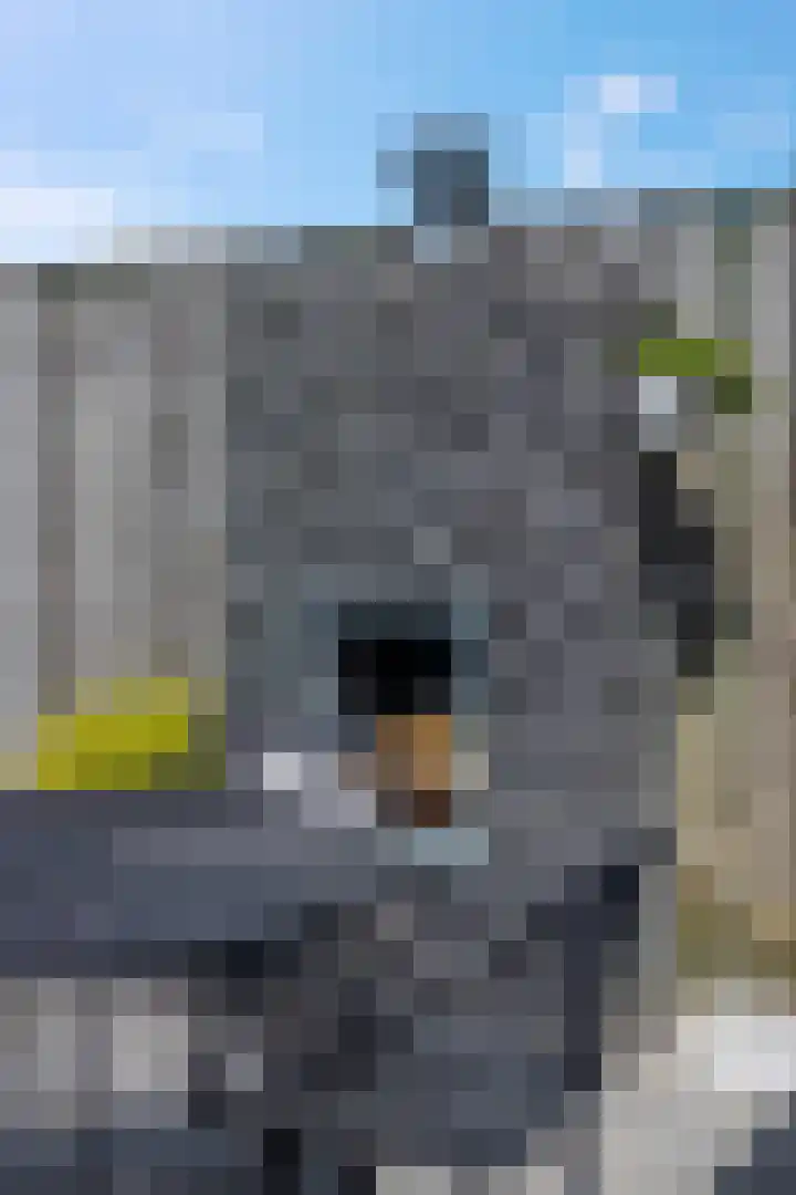 Vroege van Tol 45 Huissen thumbnail 40