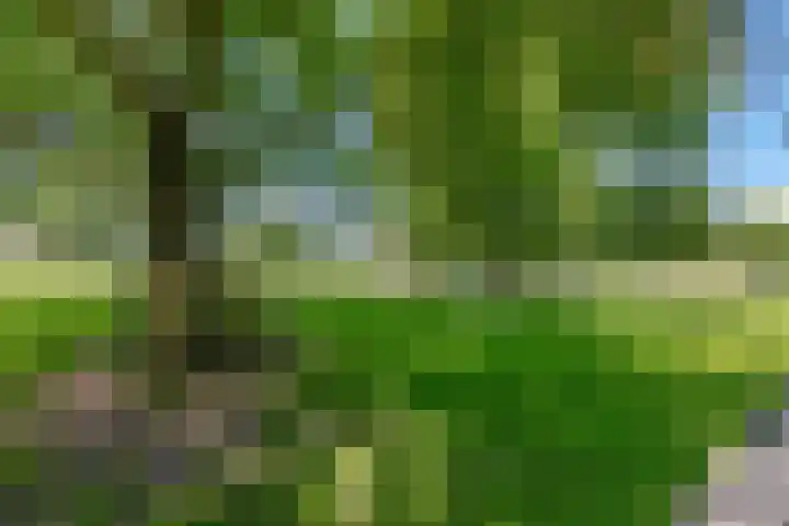 Vroege van Tol 45 Huissen thumbnail 50