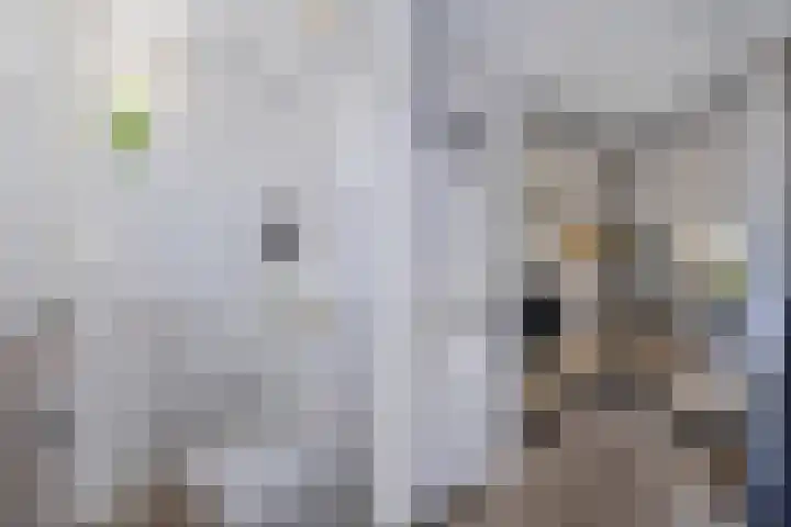 Vroegeling 14 Heemskerk thumbnail 11