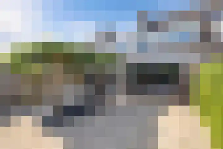 Vroegeling 14 Heemskerk thumbnail 37