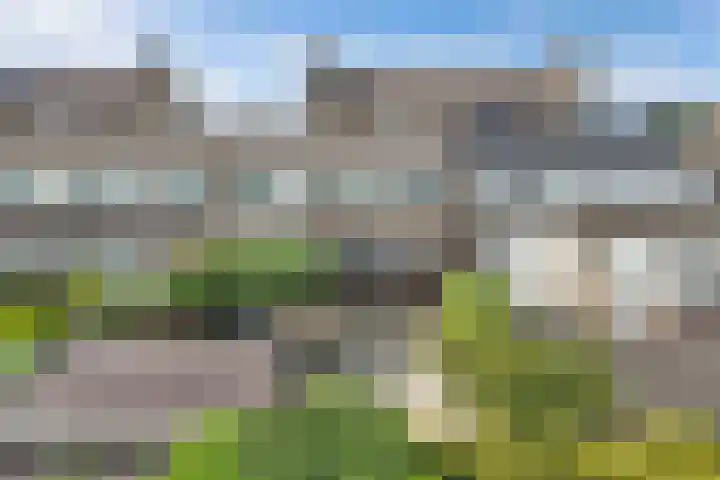 Vroegeling 14 Heemskerk thumbnail 39