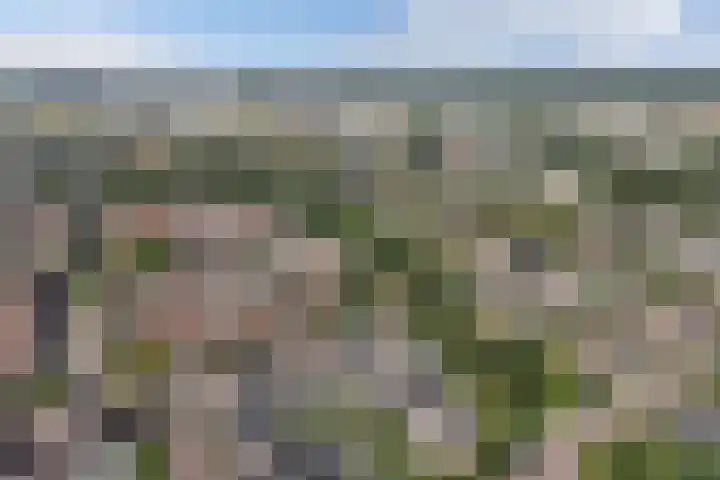 Vroegeling 14 Heemskerk thumbnail 41