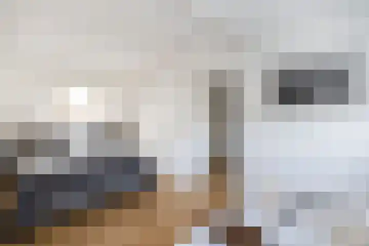 Vroegeling 14 Heemskerk thumbnail 53