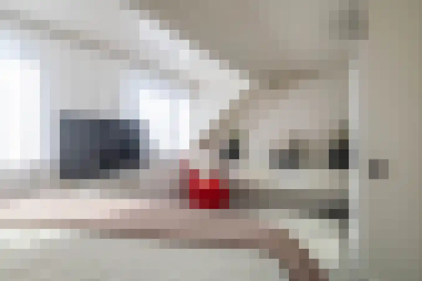 Vroegeling 65 Heemskerk thumbnail 21