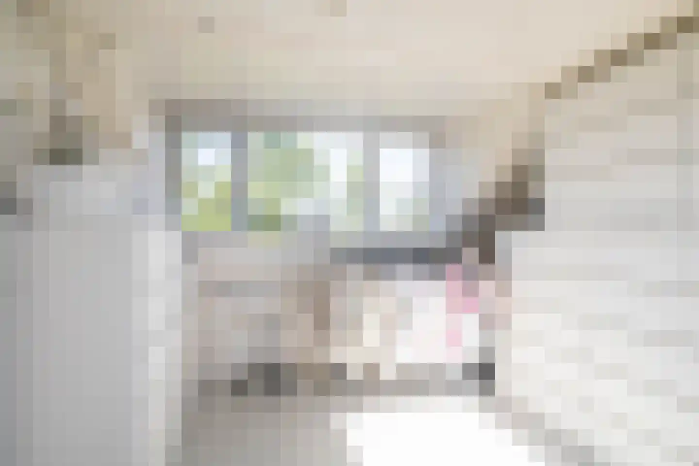 Vroegeling 65 Heemskerk thumbnail 29