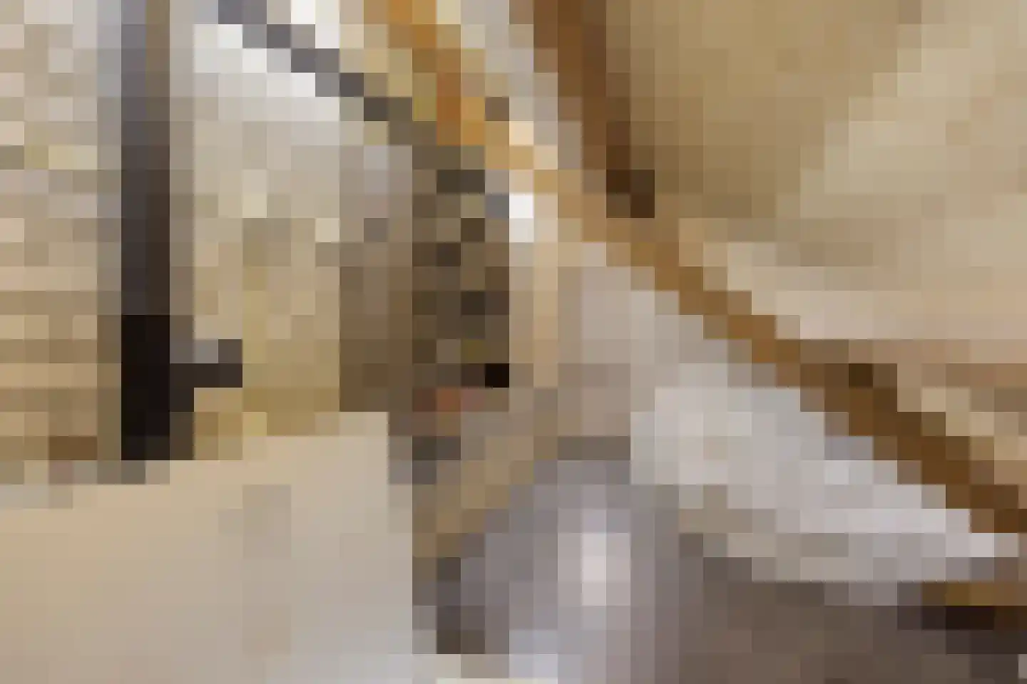 Vroegeling 8 Heemskerk thumbnail 27