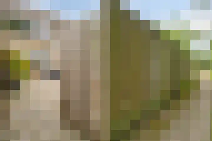 Vromoldsland 51 Middelburg thumbnail 42