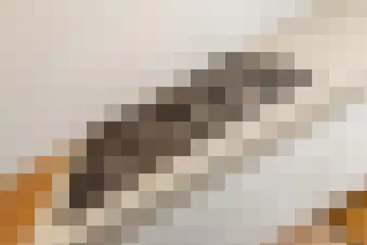 Vroonhoevelaan 5 Alphen aan den Rijn thumbnail 9