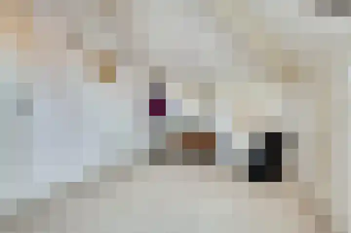 Vroonland 25 Yerseke thumbnail 30