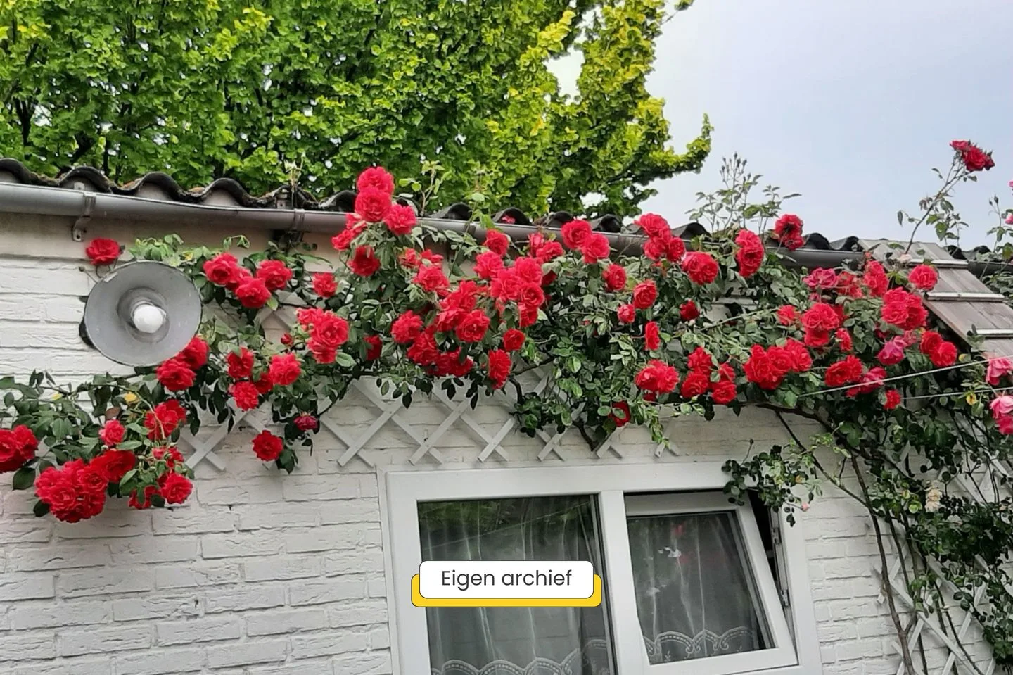 Vrouwemadestraat 24 Roosendaal thumbnail 50