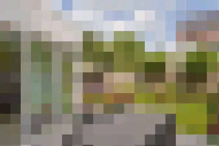 Vrouwenmantel 1 Berkel-Enschot thumbnail 26